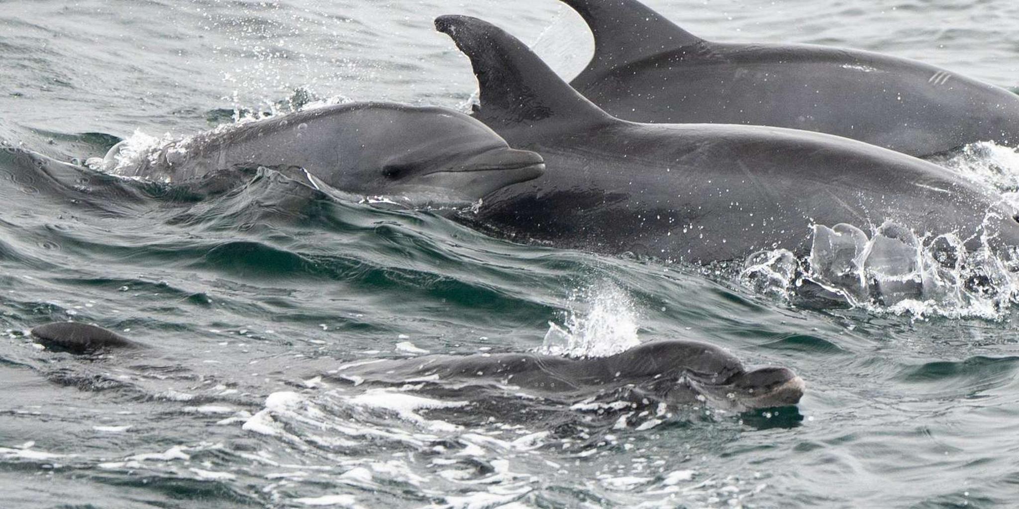 San Diego Whale Watching Cruise - Image 3