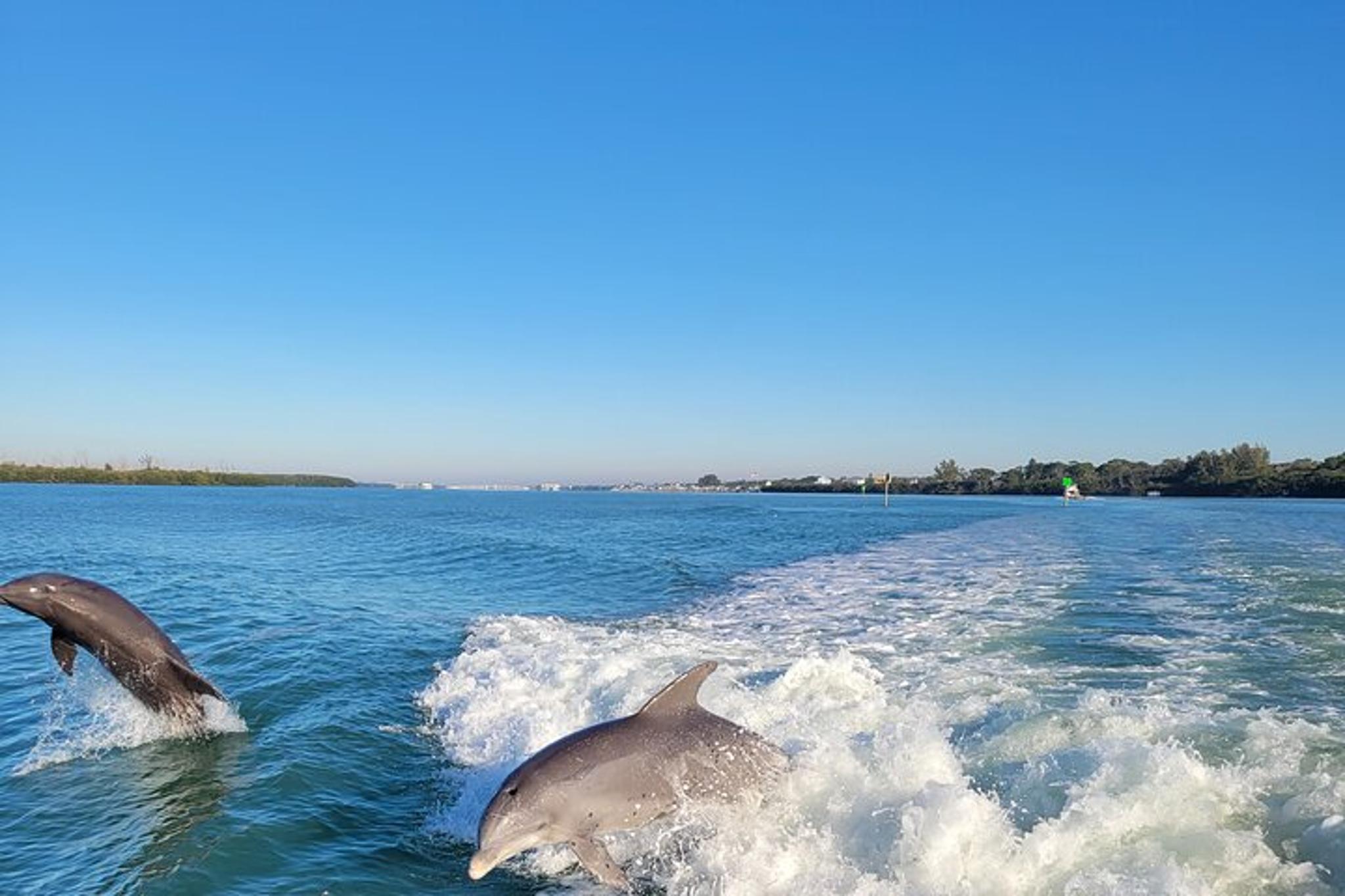 Siesta Key Funship Adventure Dolphin Cruise - Image 4