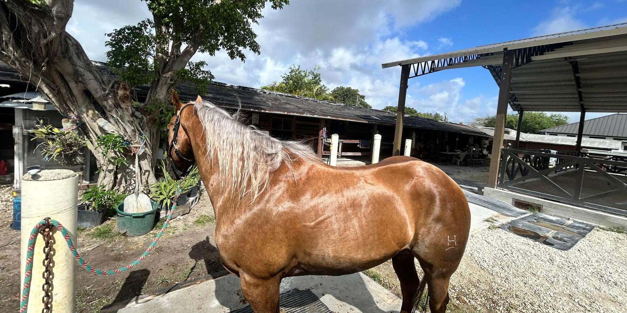 Miami Horse Photoshoot Experience - Image 2