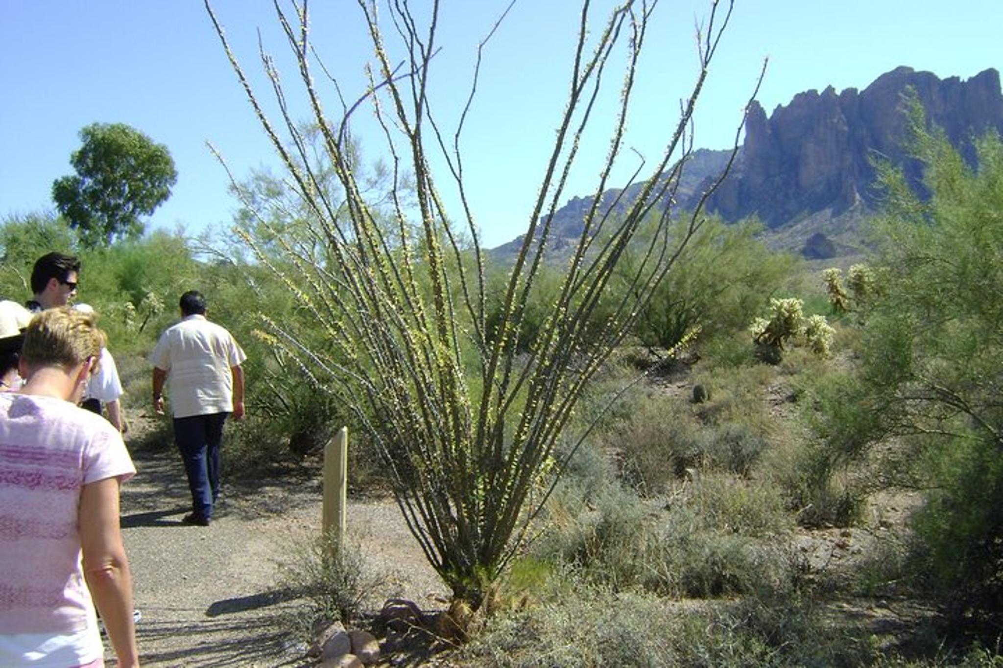 Phoenix Apache Trail and Dolly Steamboat Tour - Image 6