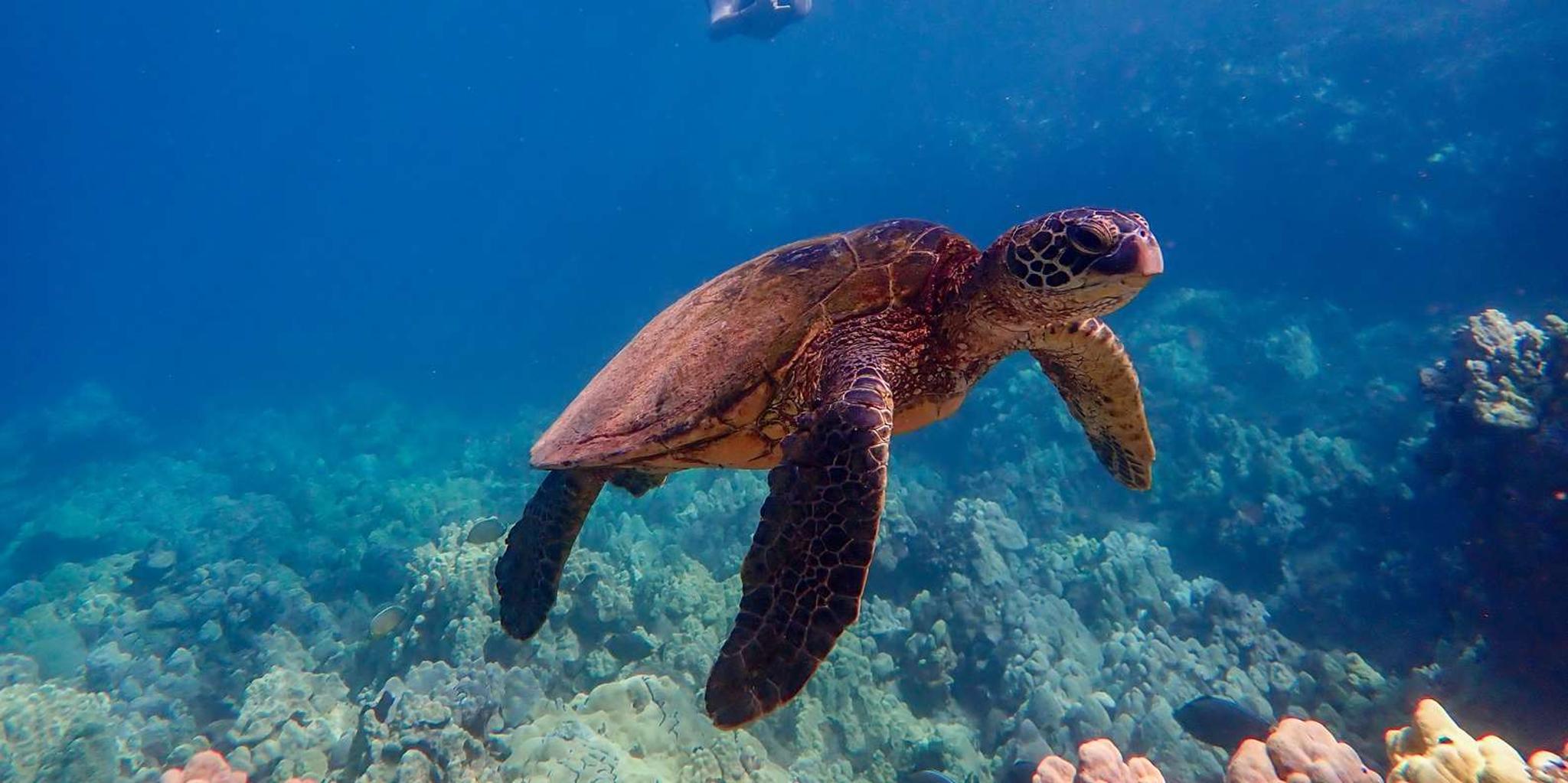 Maui Clear Kayak and Snorkel Tour - Image 6