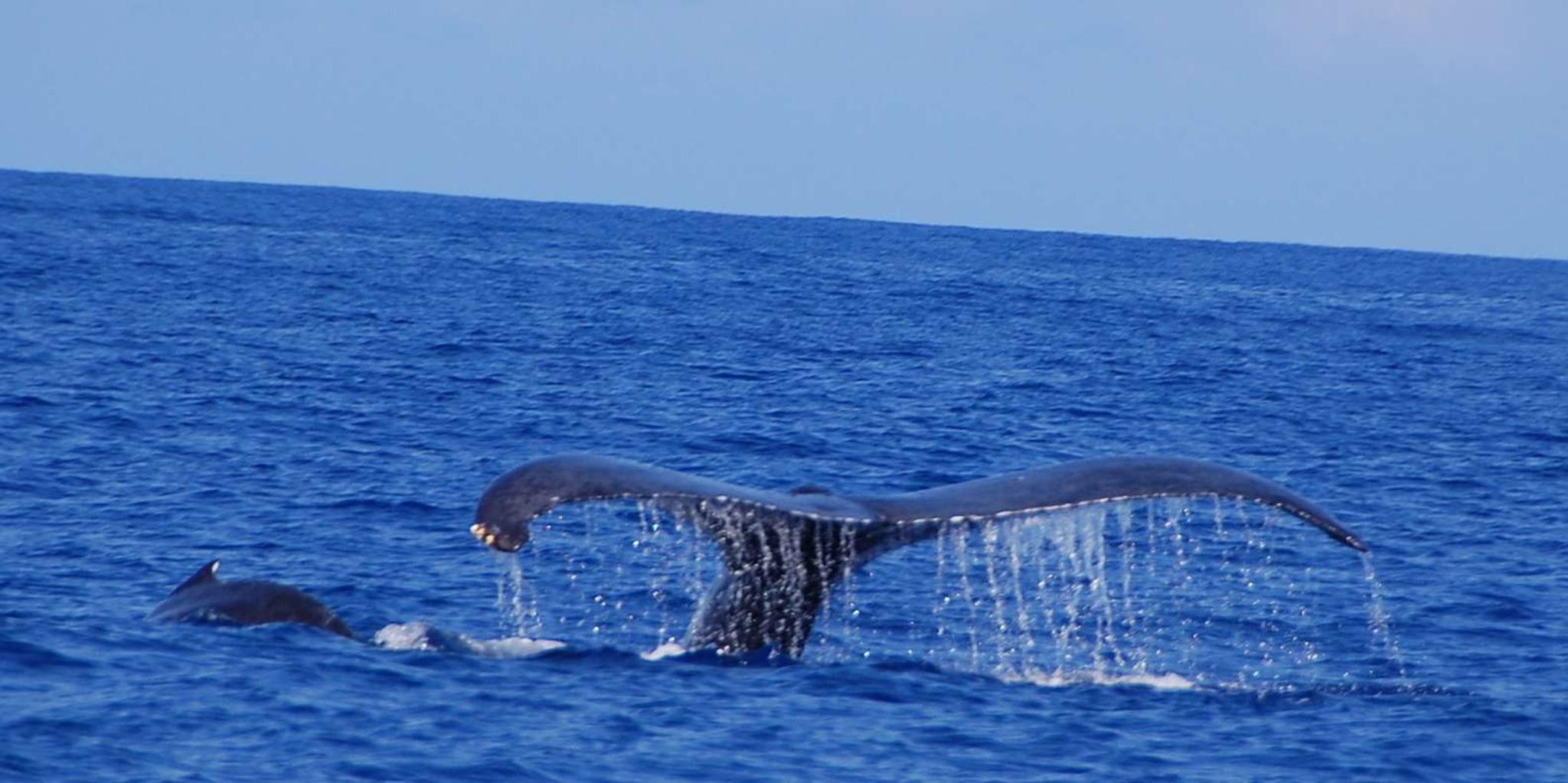 Kailua-Kona Whale Watching Cruise - Image 6