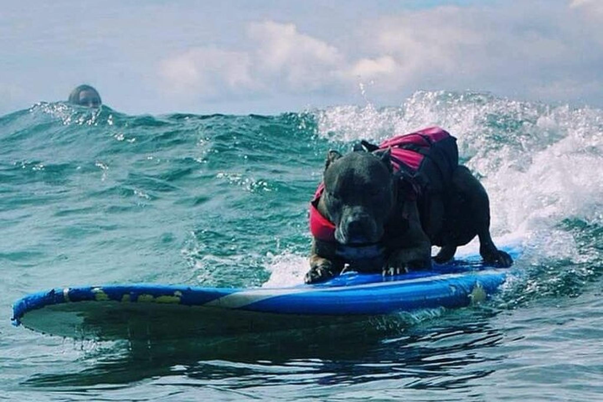 Maui Surfing Experience with Service Animal 2 hr - Image 5