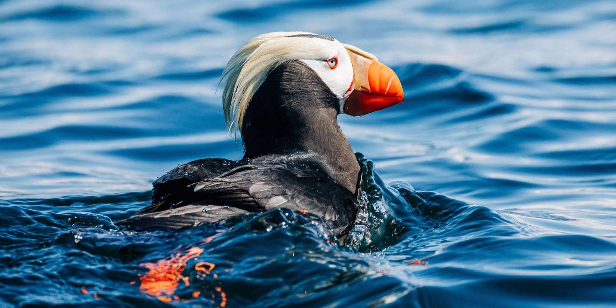 Sitka Wildlife Adventure - Image 2