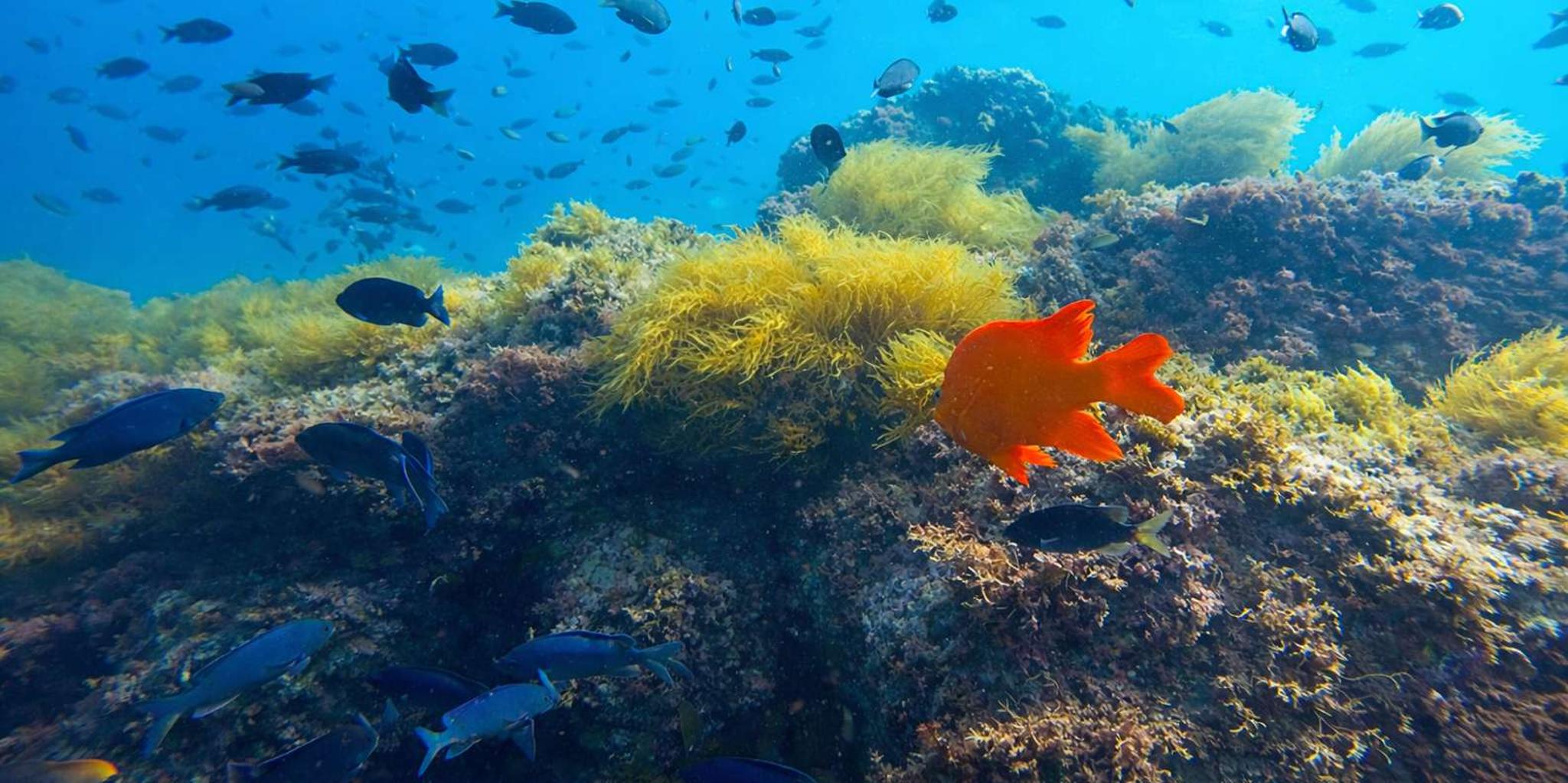 La Jolla Snorkel Gear Rental Full-Day - Image 2