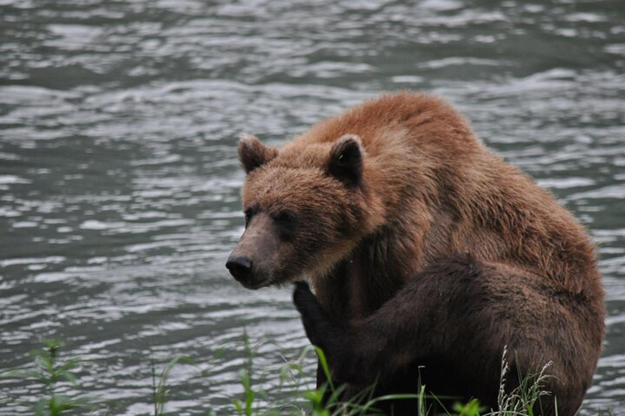 Skagway Wildlife Safari & Bear Viewing - Image 5