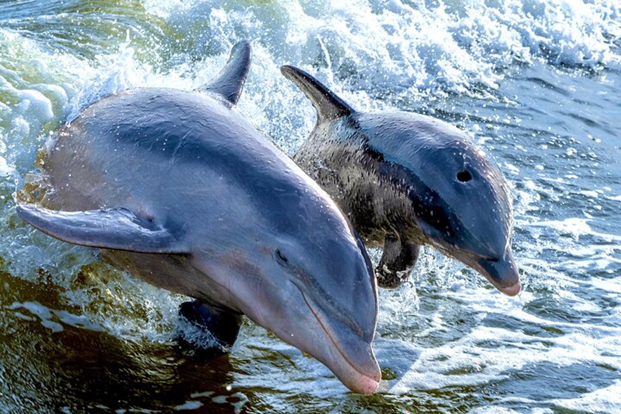Marco Island Shelling and Dolphin Excursion