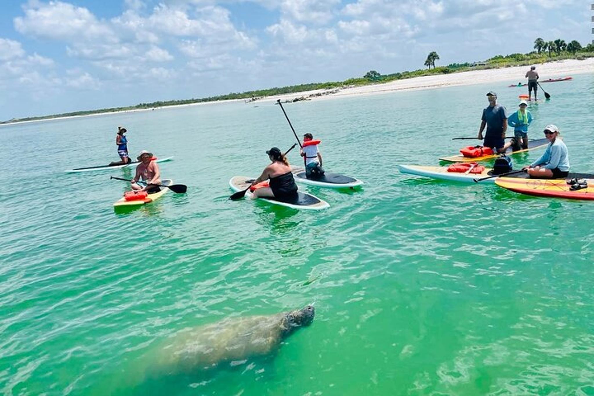 Bonita Springs Dolphin, Manatee, and Sea Turtle Adventure - Image 5
