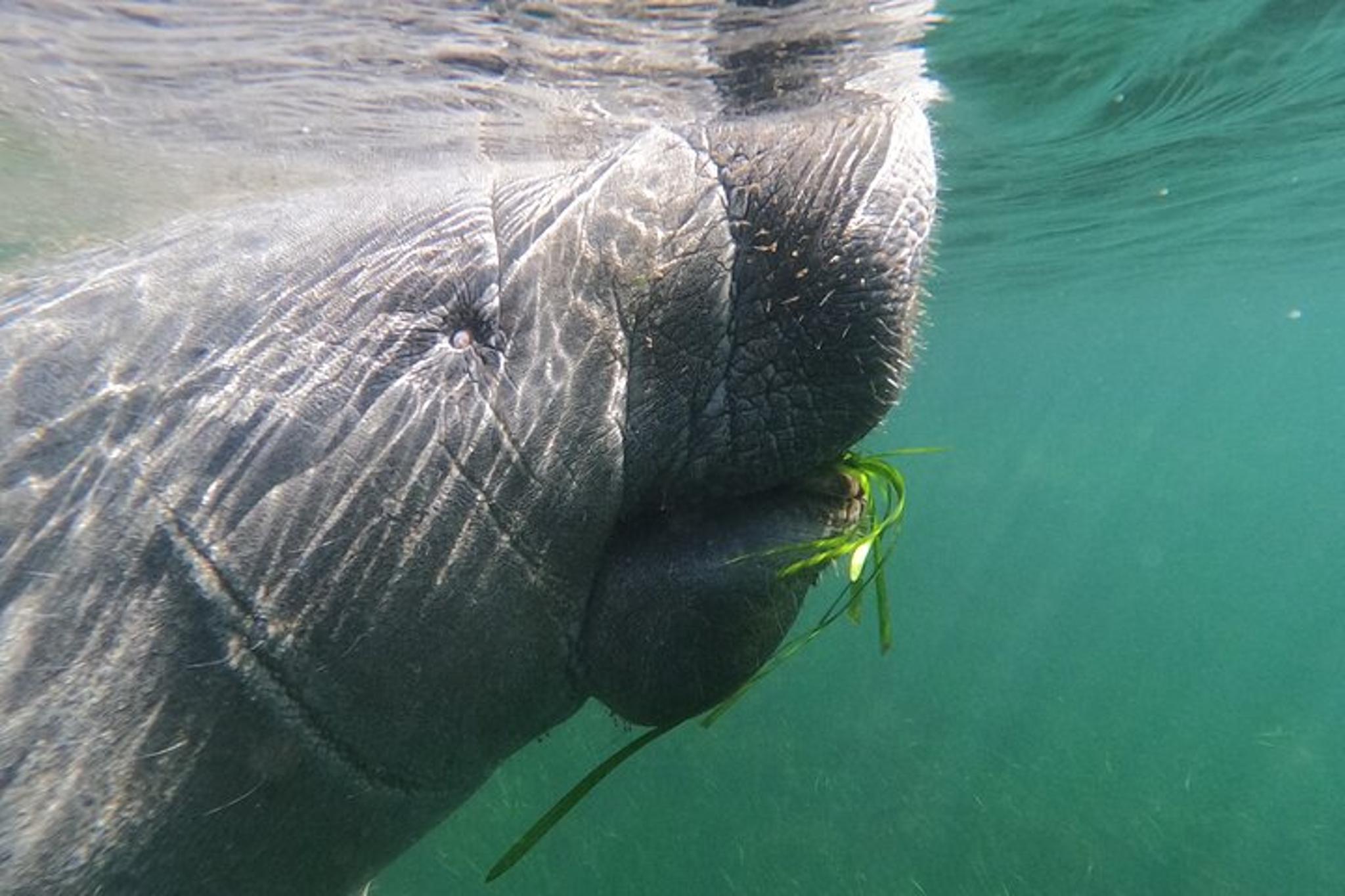 Crystal River Manatee Swim with Heated Boat