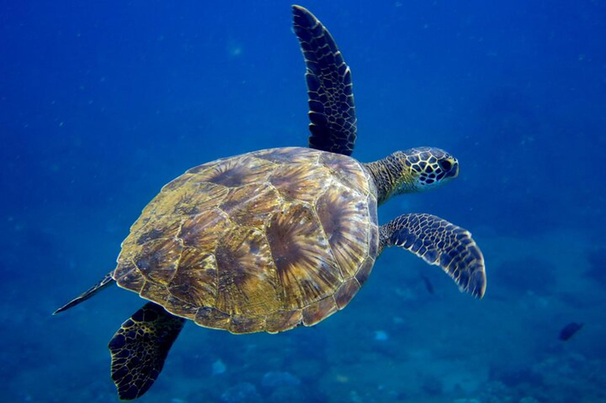 Kaua'i Scuba Dive Boat Tour - Image 3