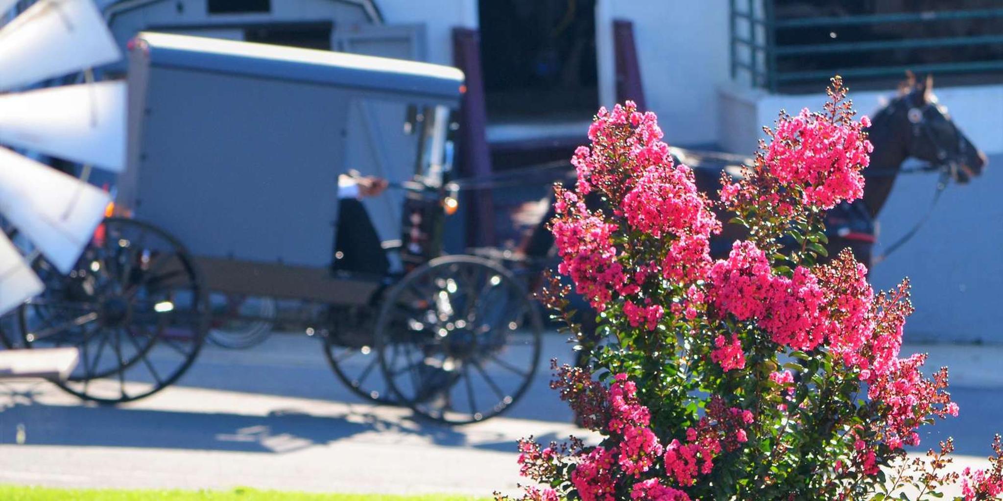 Lancaster Amish Farmlands Tour - Image 5