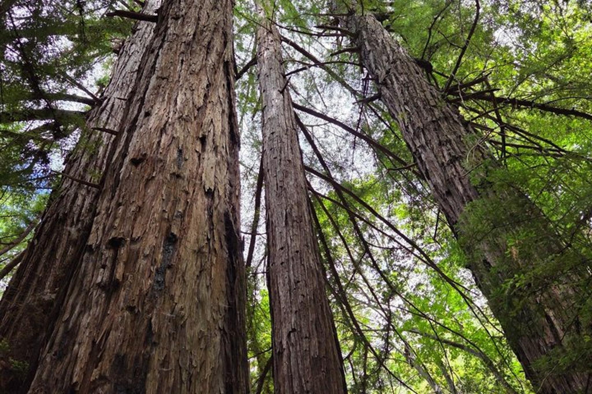 Big Sur McWay Falls Private Tour 4 hr - Image 6