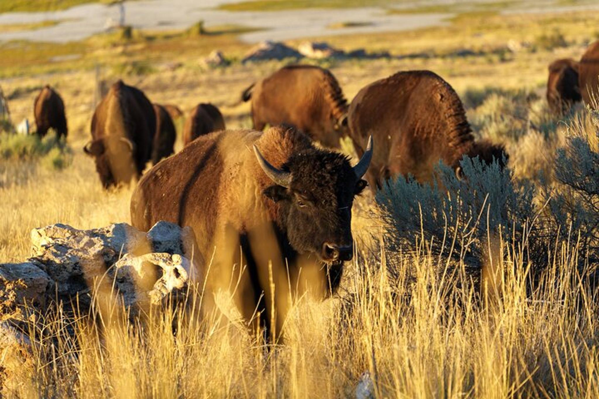 Salt Lake City Wildlife Experience