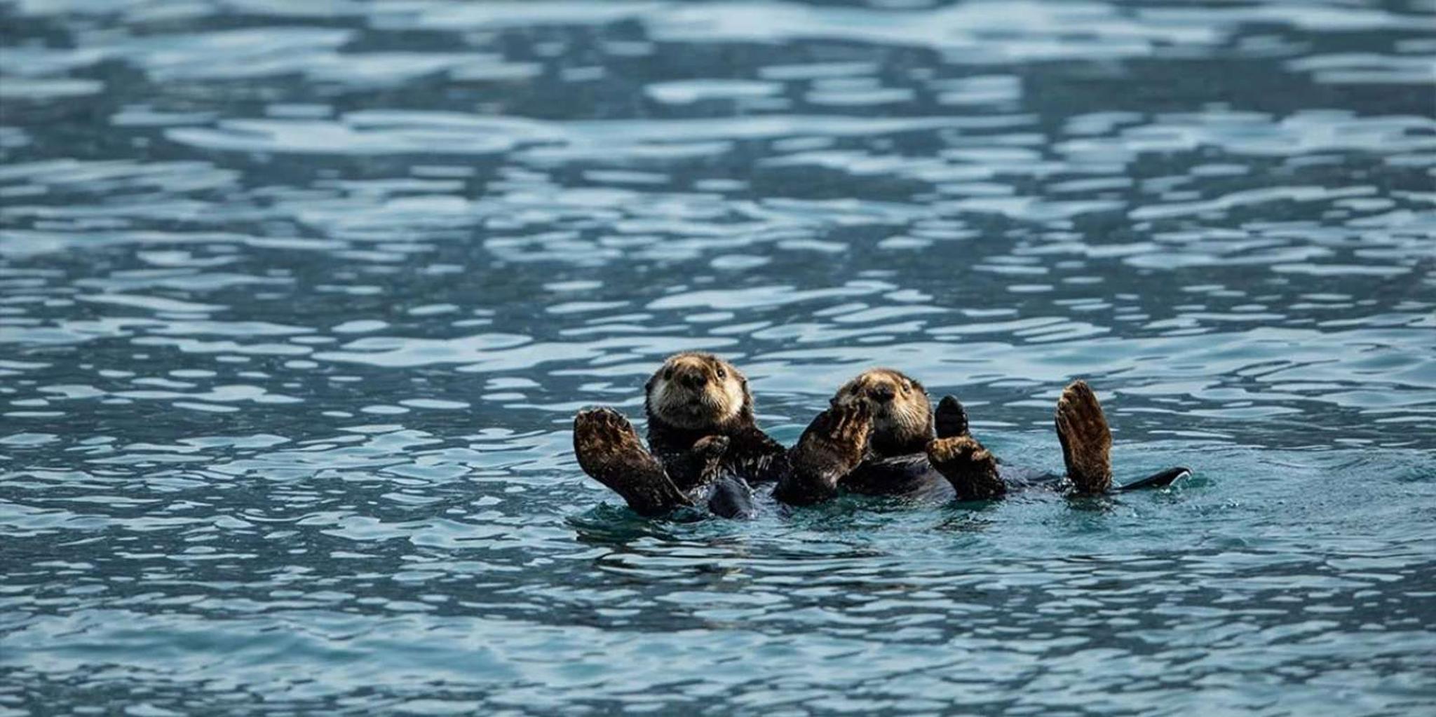 Seward Fjord Glacier & Wildlife Tour 8 hr - Image 2