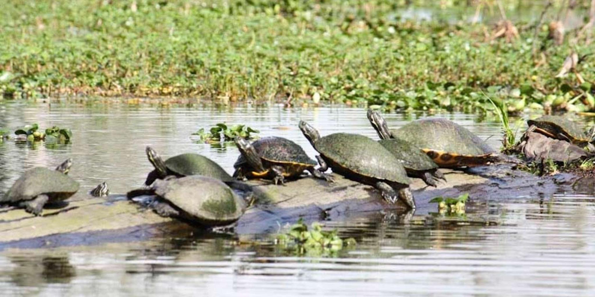 New Orleans Airboat Swamp Tour - Image 6