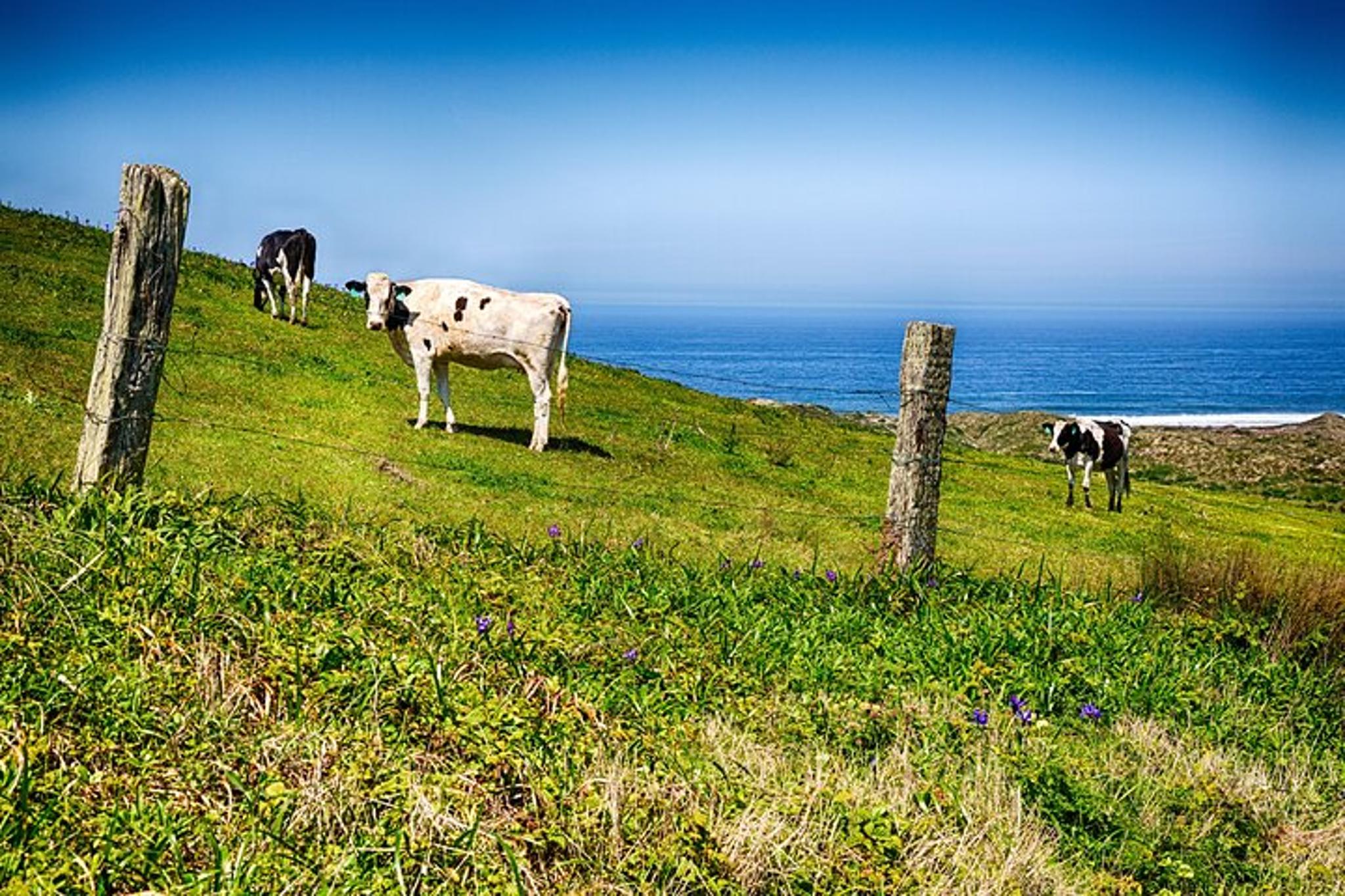 Point Reyes Agricultural Self-Guided Driving Tour - Image 5