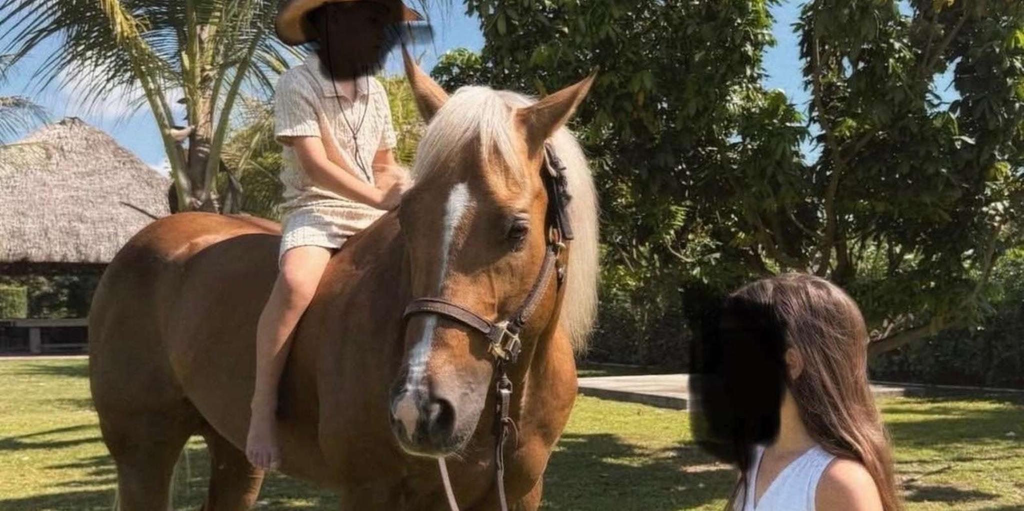 Miami Horse Photoshoot Experience