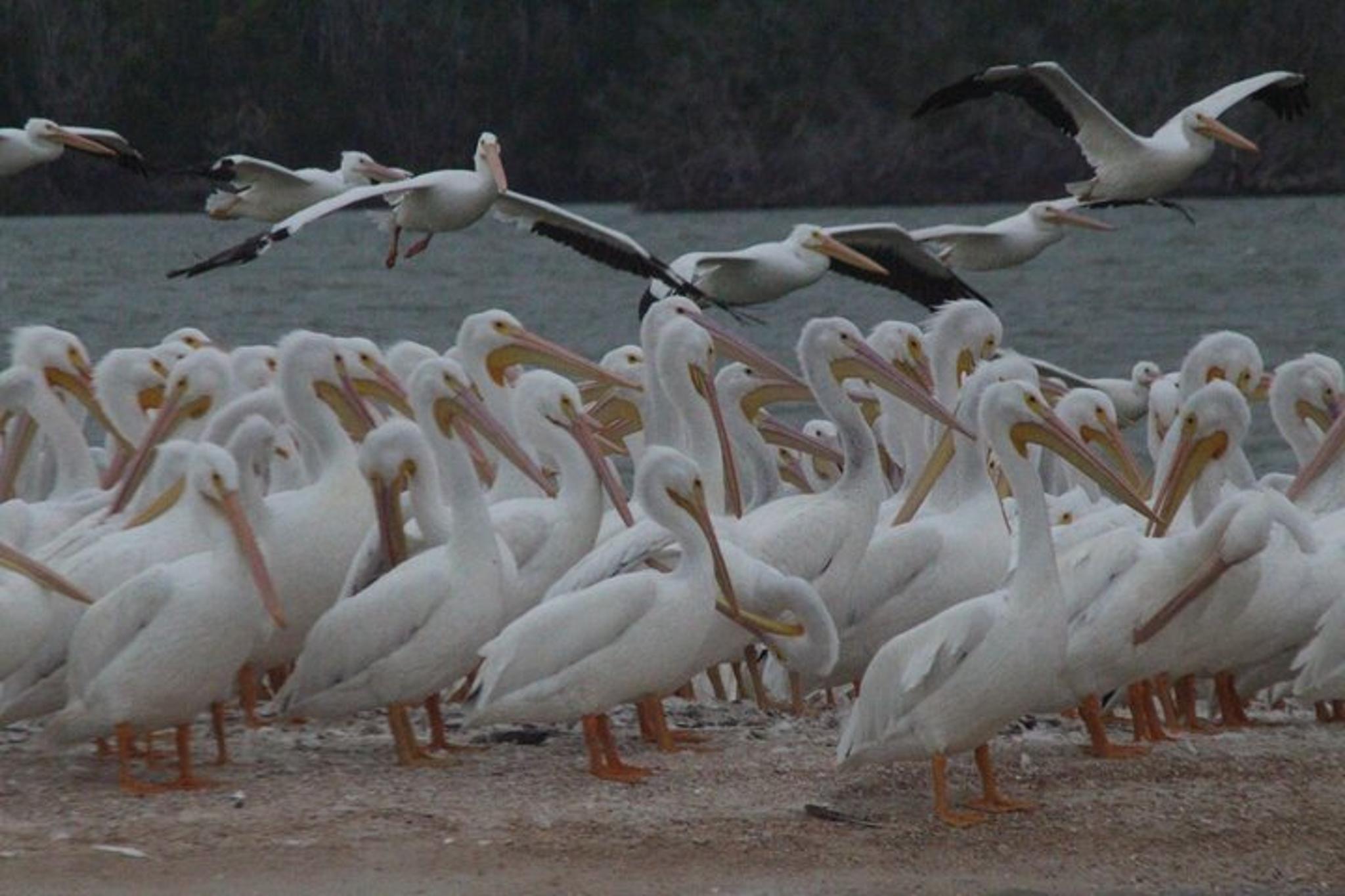 Everglades City Boating and Walking Expedition - Image 3
