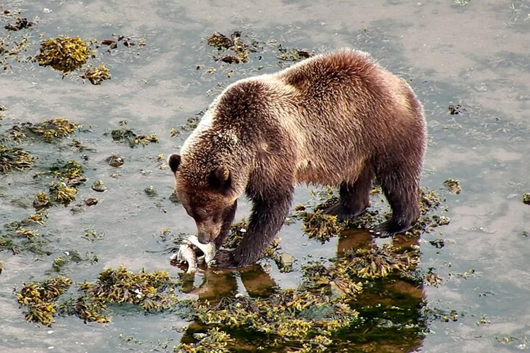 Alaska Whale Watching Drone Tour 3 hr - Image 3