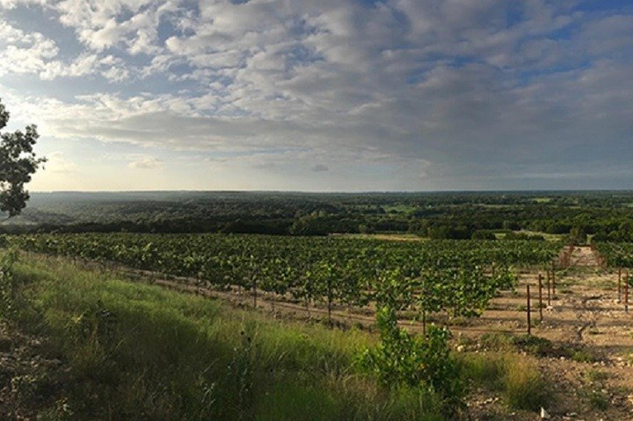 North Texas Wineries and Vineyards Tour - Image 4