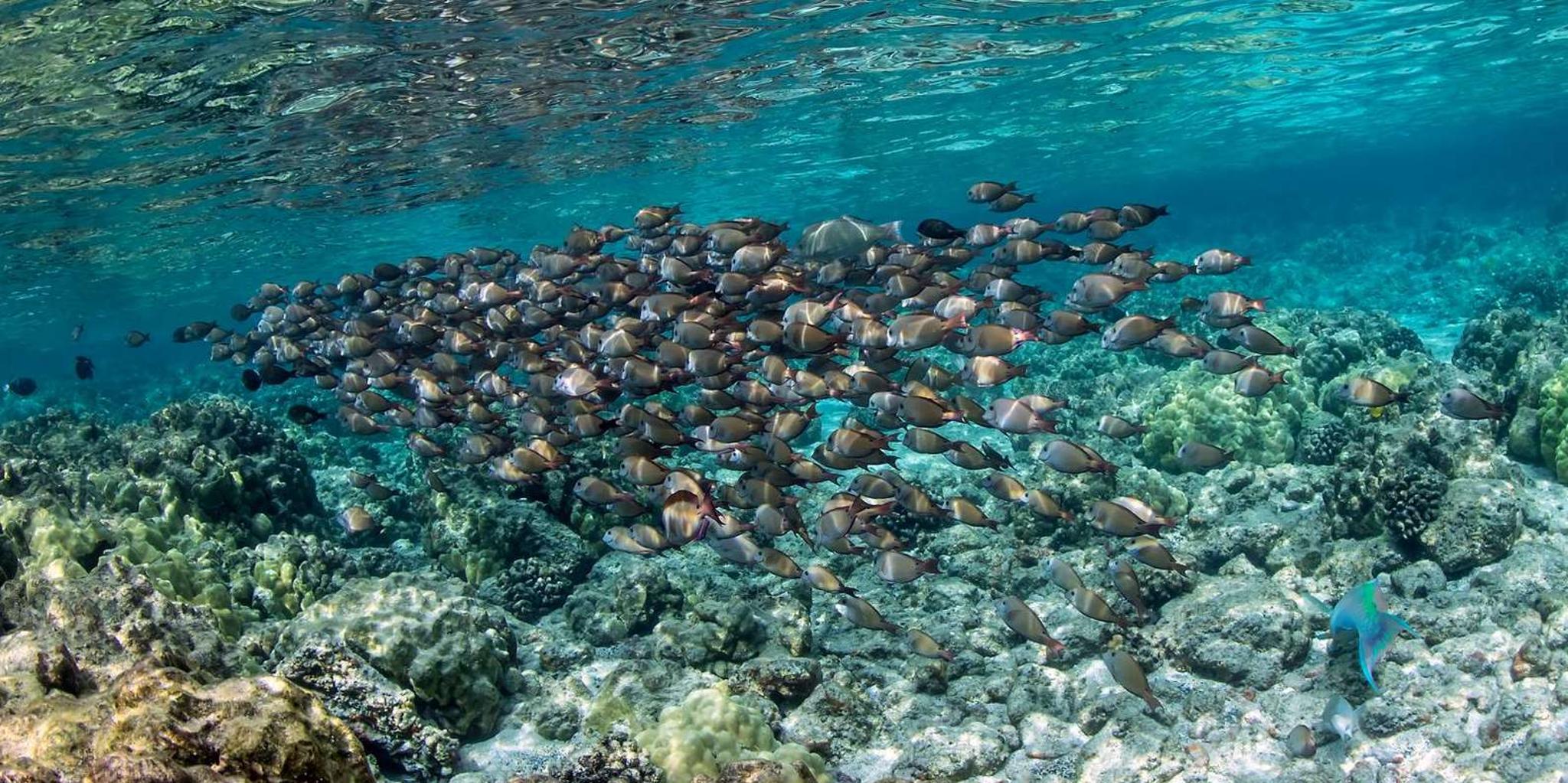 Kailua-Kona Private Marine Charter Adventure - Image 4