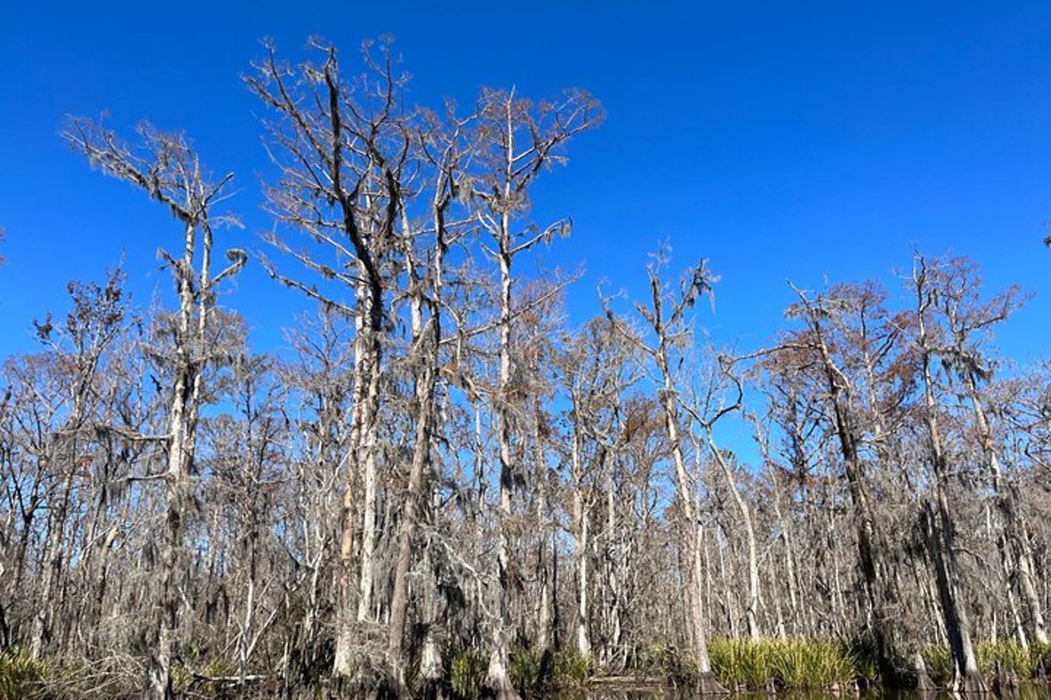 New Orleans Historic Neighborhood Food Tour - Image 4