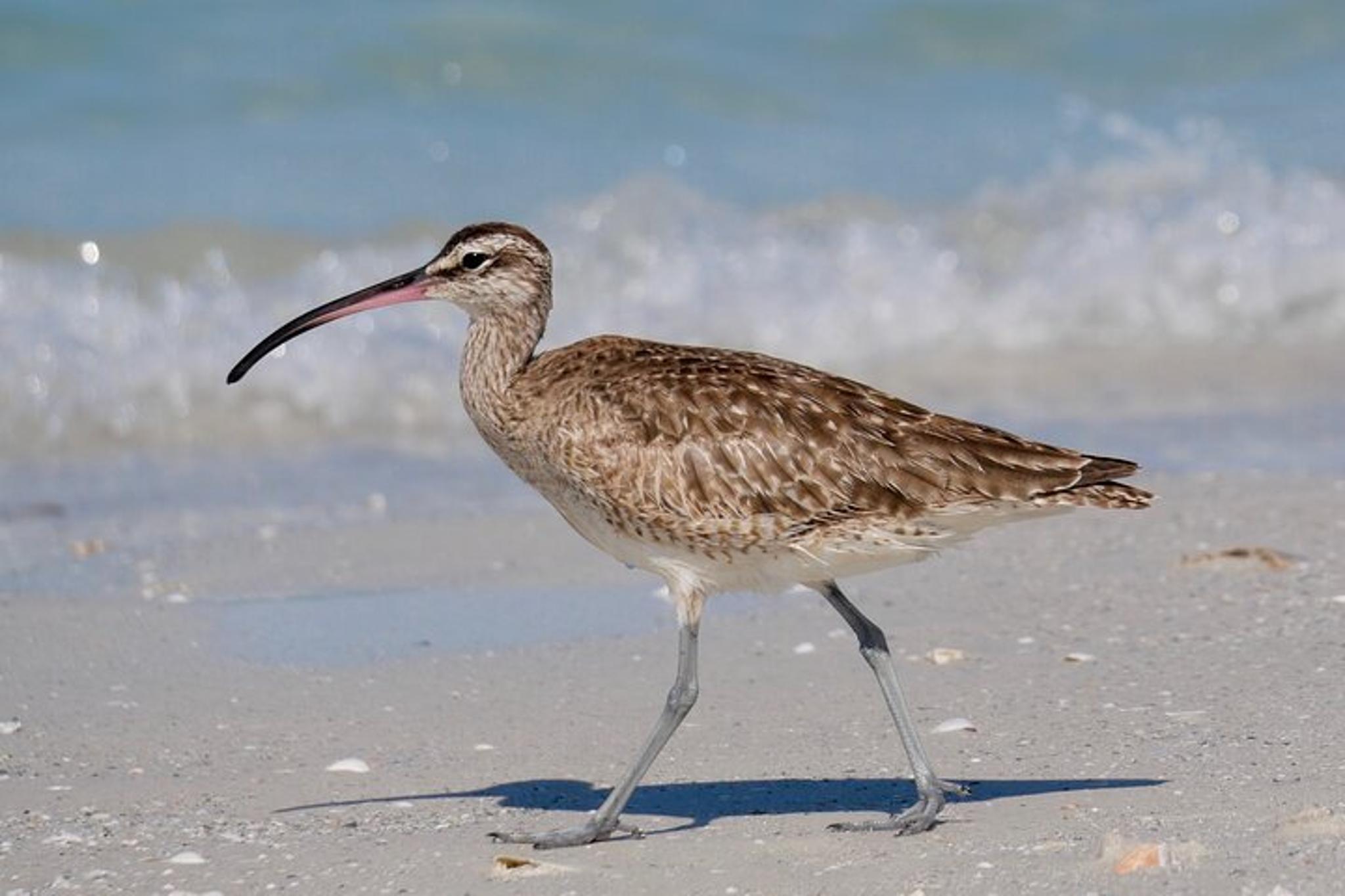 St. Petersburg Bird Watching Tour at Fort De Soto Park - Image 6