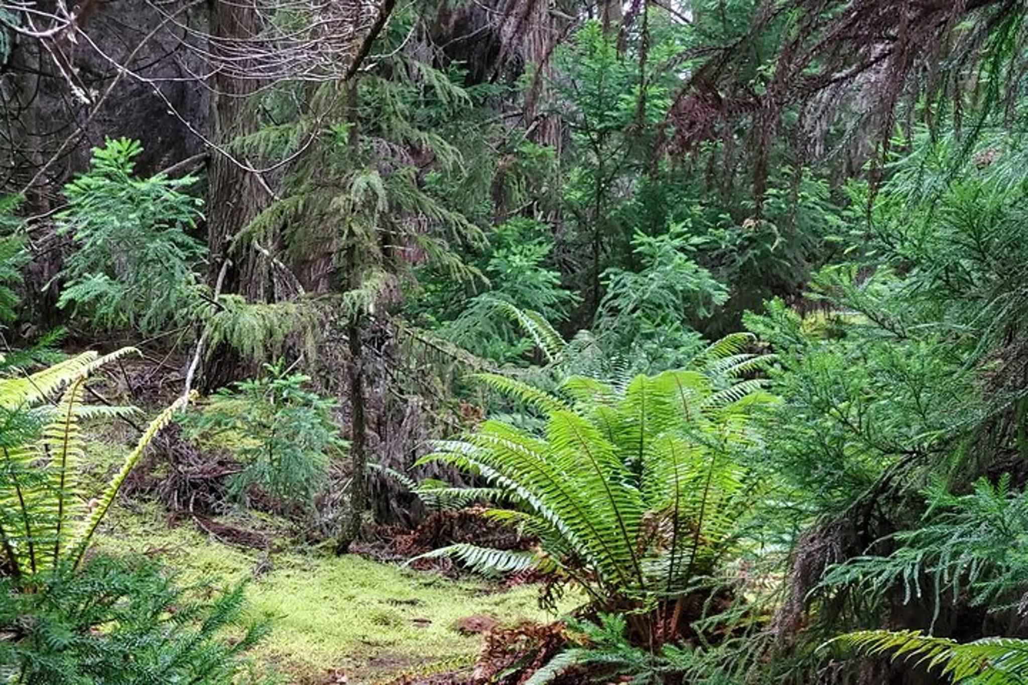 Maui Redwood Hiking Experience - Image 3