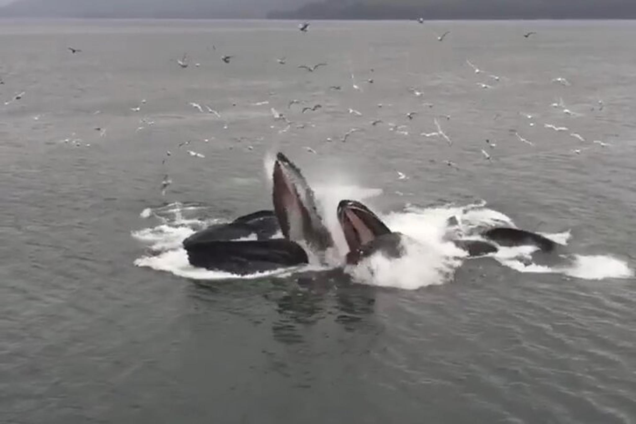 Hoonah Whale Watching Tour - Image 4