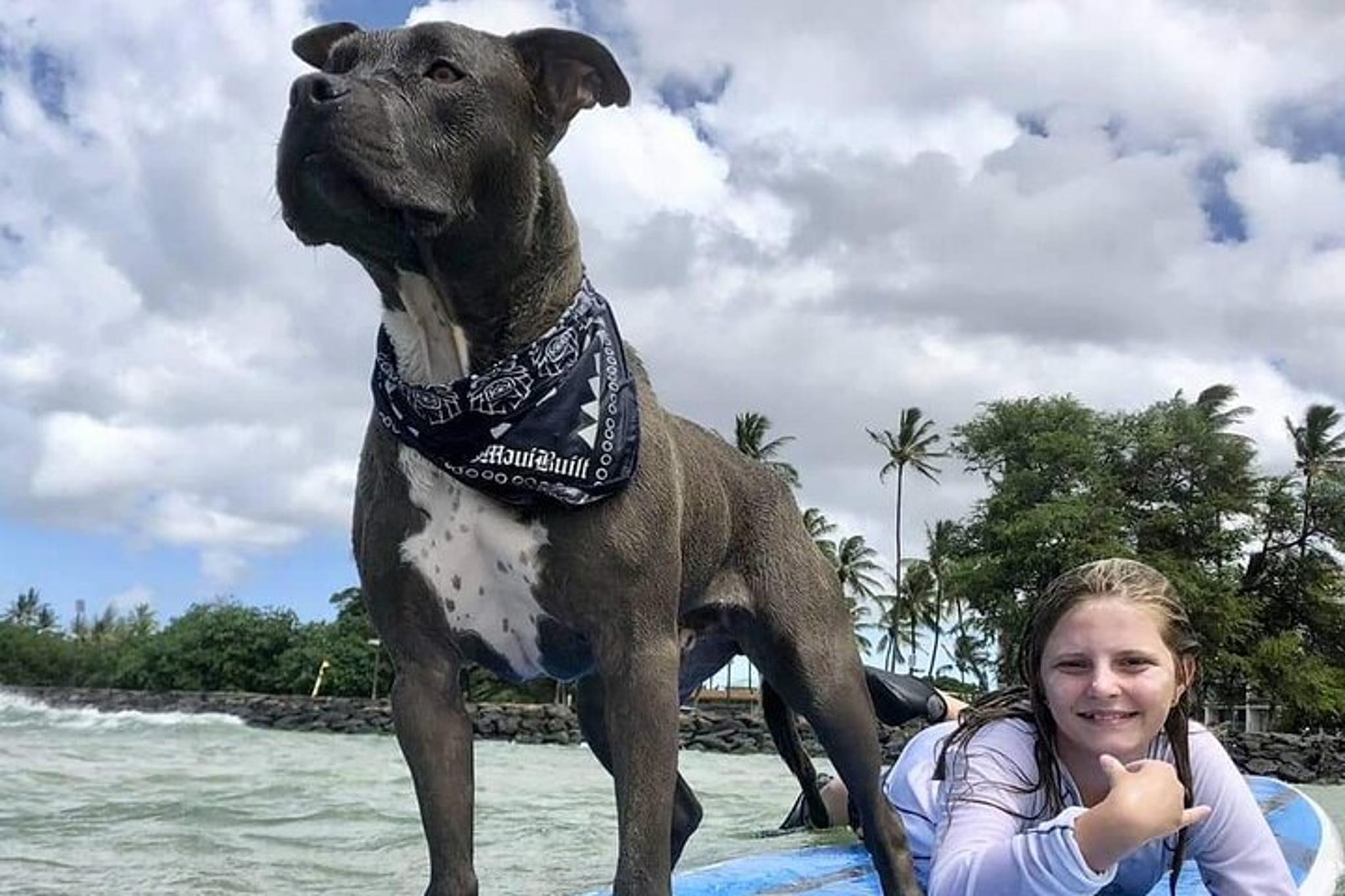 Maui Surfing Experience with Service Animal 2 hr - Image 3