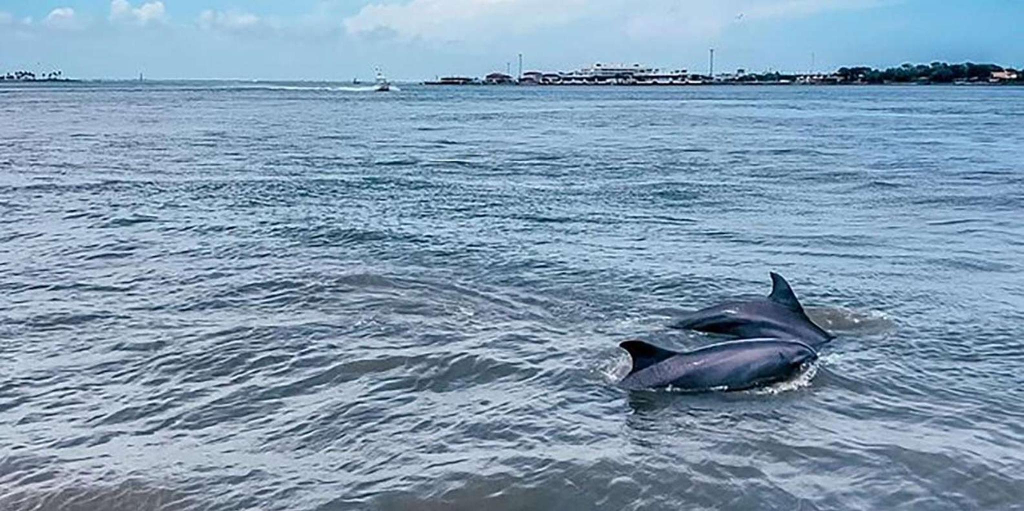 Galveston Dolphin-Watching Cruise