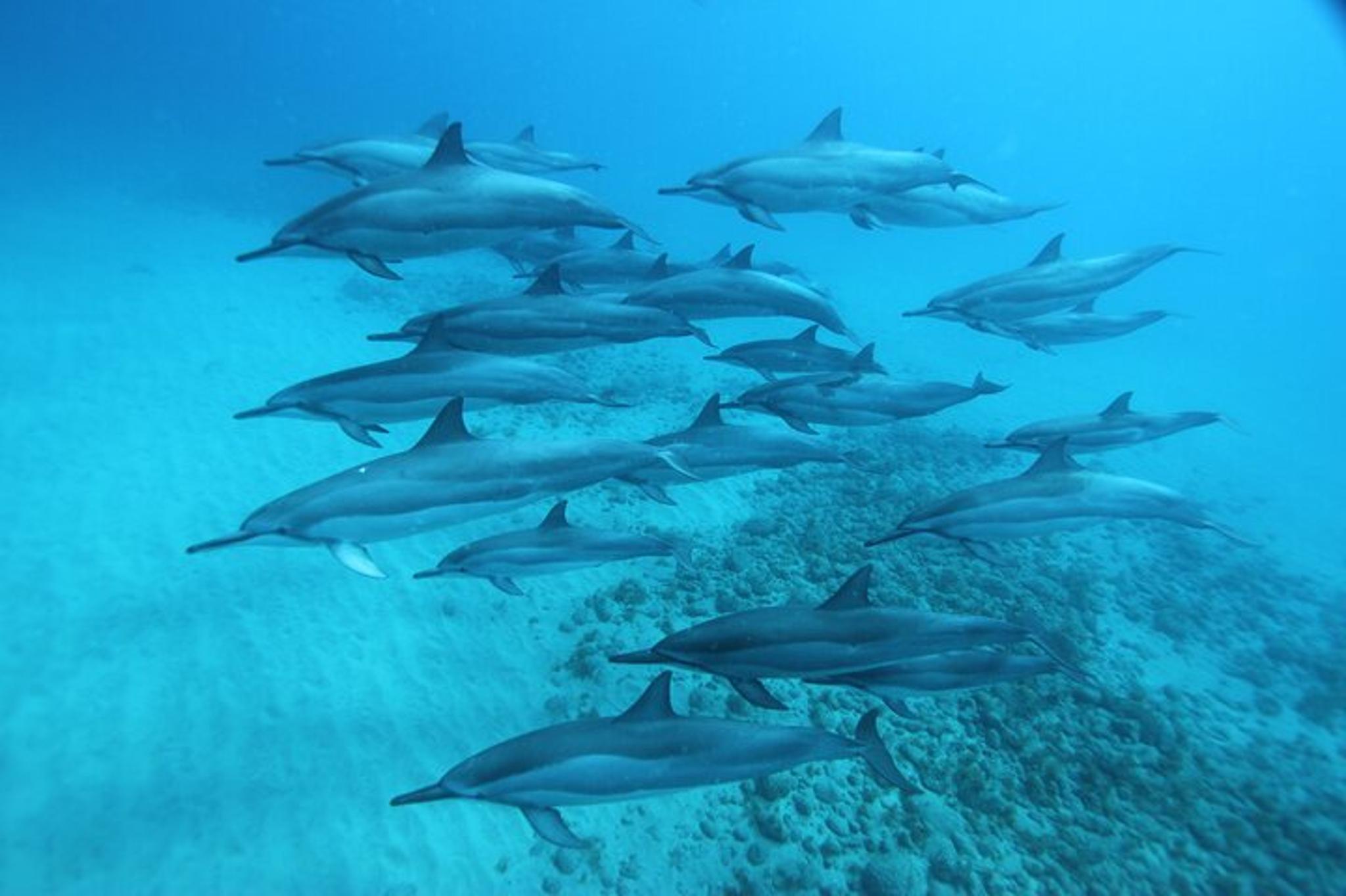 Oahu Swim with Dolphins Tour 4 hr - Image 6