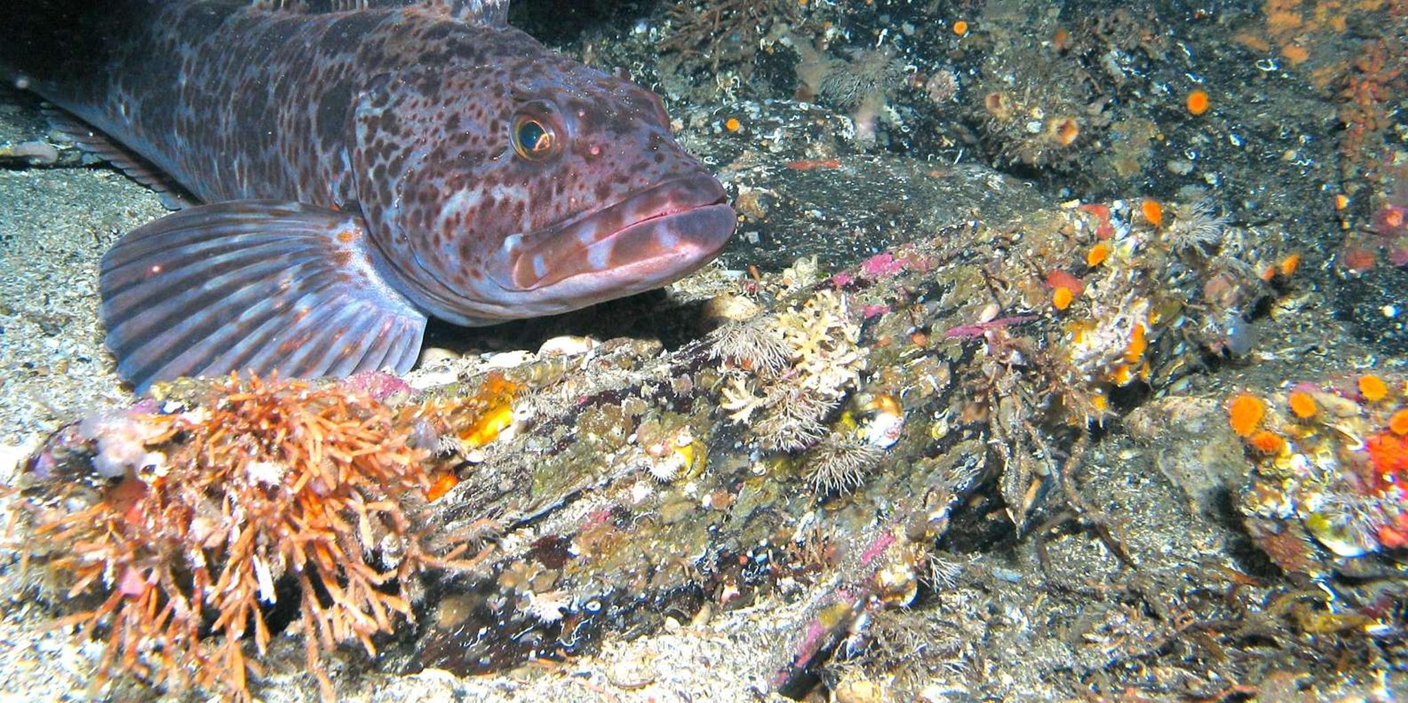 Ketchikan Snorkeling Adventure - Image 4
