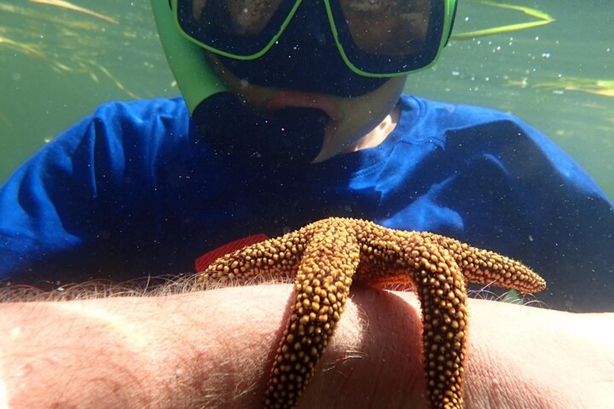 Crystal River Scallop Hunt with In-Water Guide - Image 5