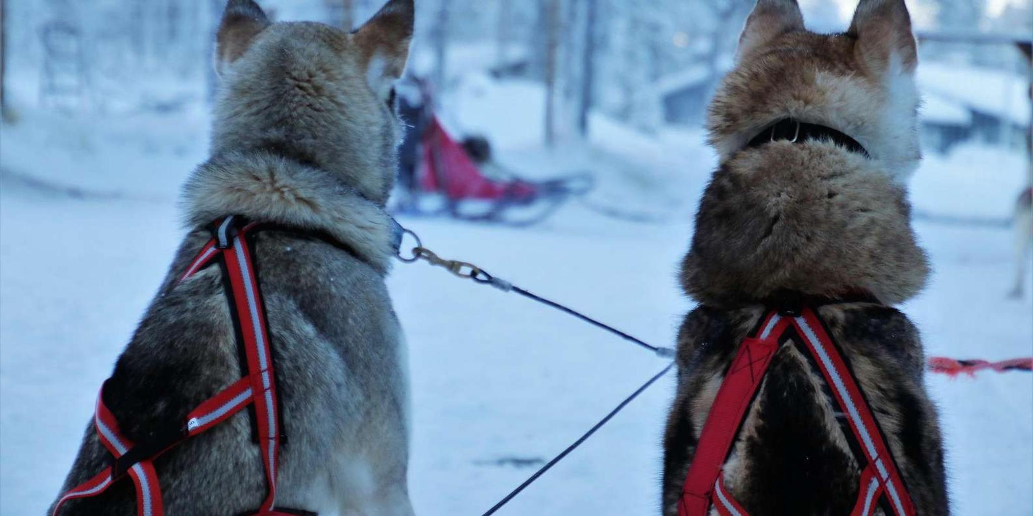 Jackson Hole Dog Sledding Tour with Hot Chocolate - Image 2