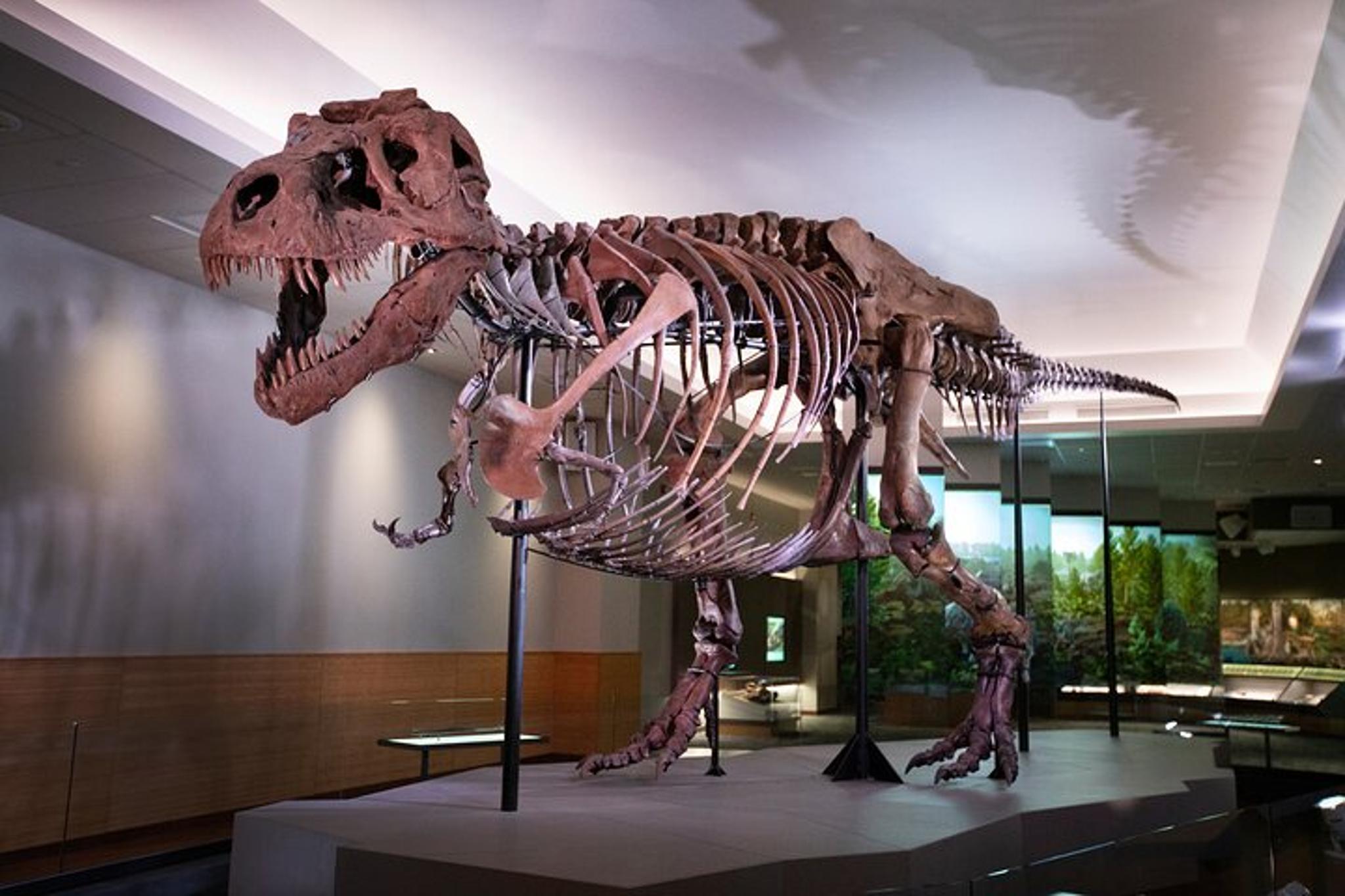 Chicago Field Museum Early Access Tour - Image 2