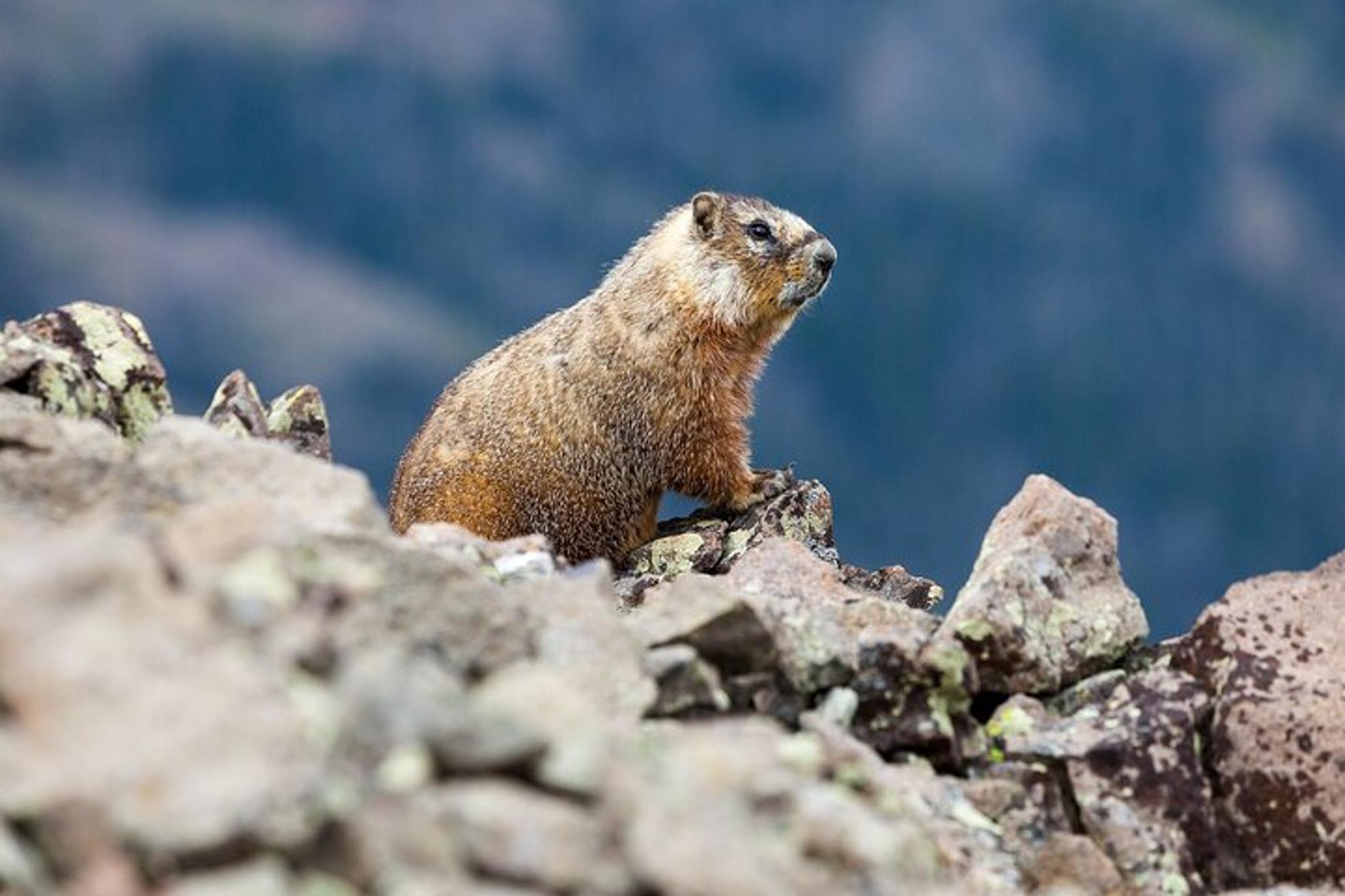 Yellowstone Avalanche Peak Naturalist Day Hike - Image 6