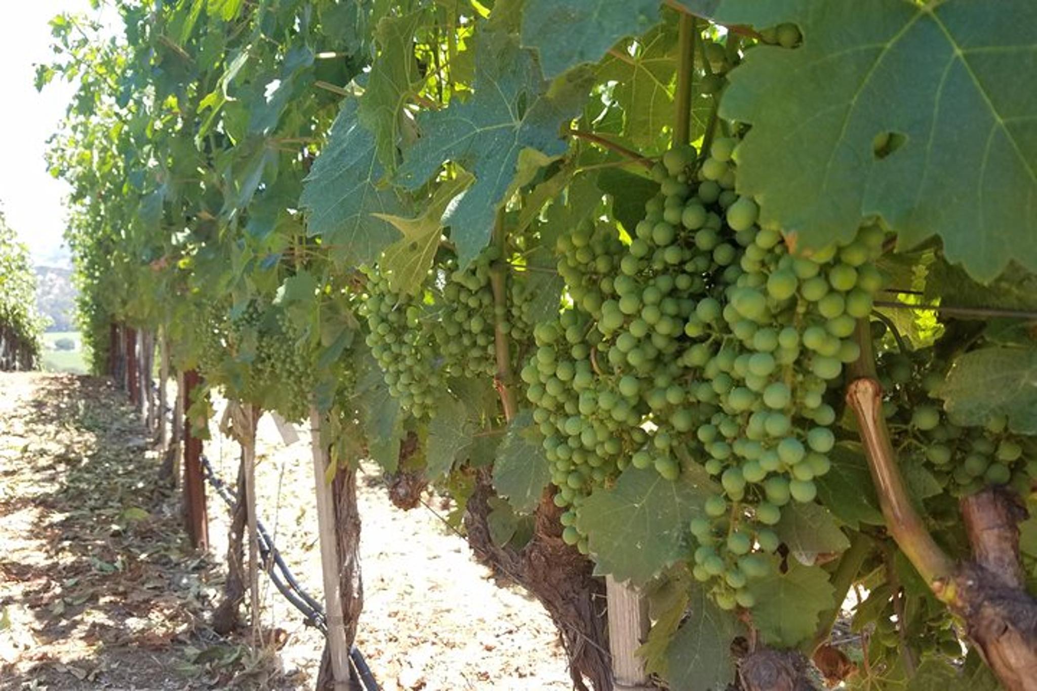 Napa Valley Winery Private Tour 8 hr - Image 6