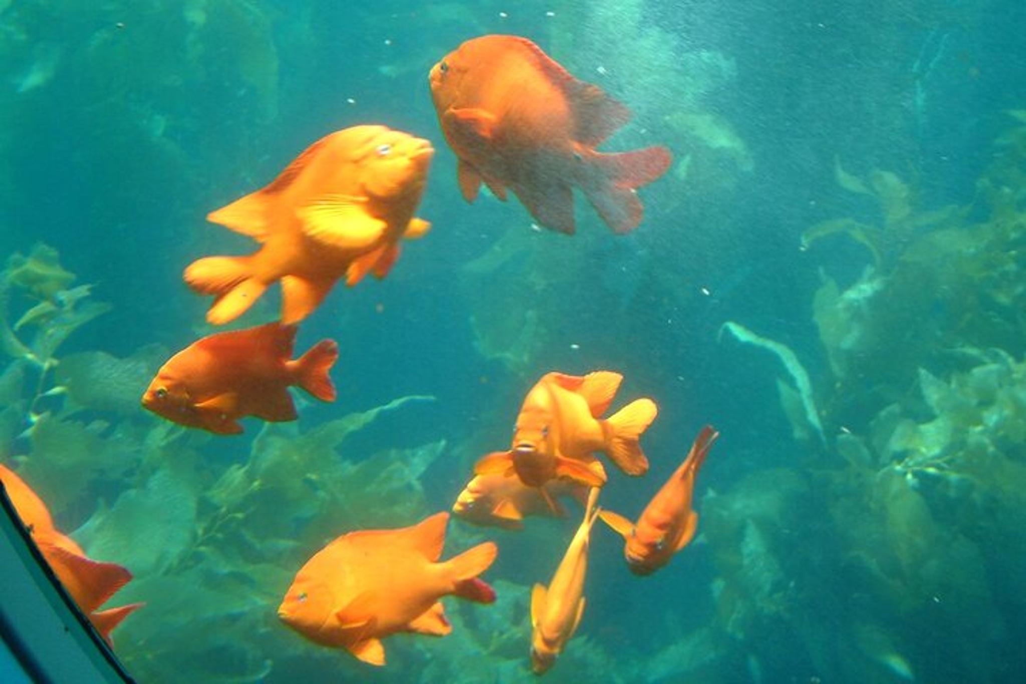 Avalon Semi-Submarine Tour on Catalina Island - Image 5