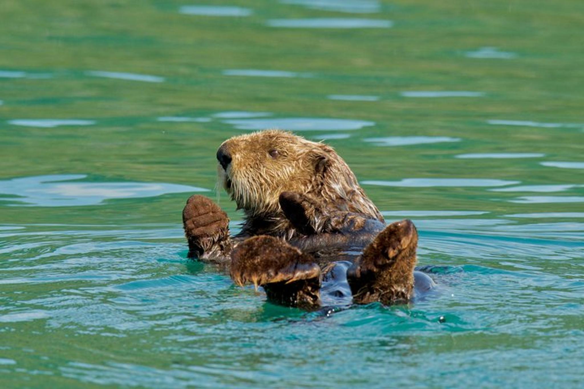 Anchorage Glacier Cruise and Coach Tour - Image 2