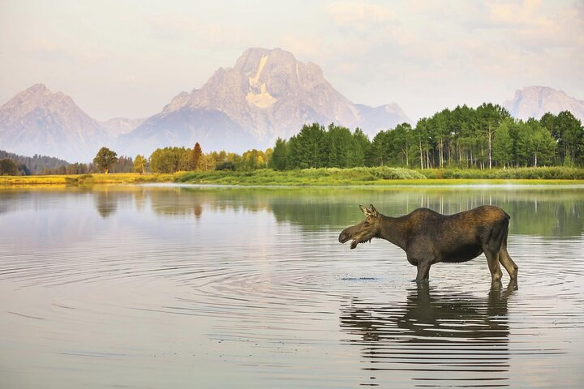 Grand Teton Wildlife Safari at Sunrise
