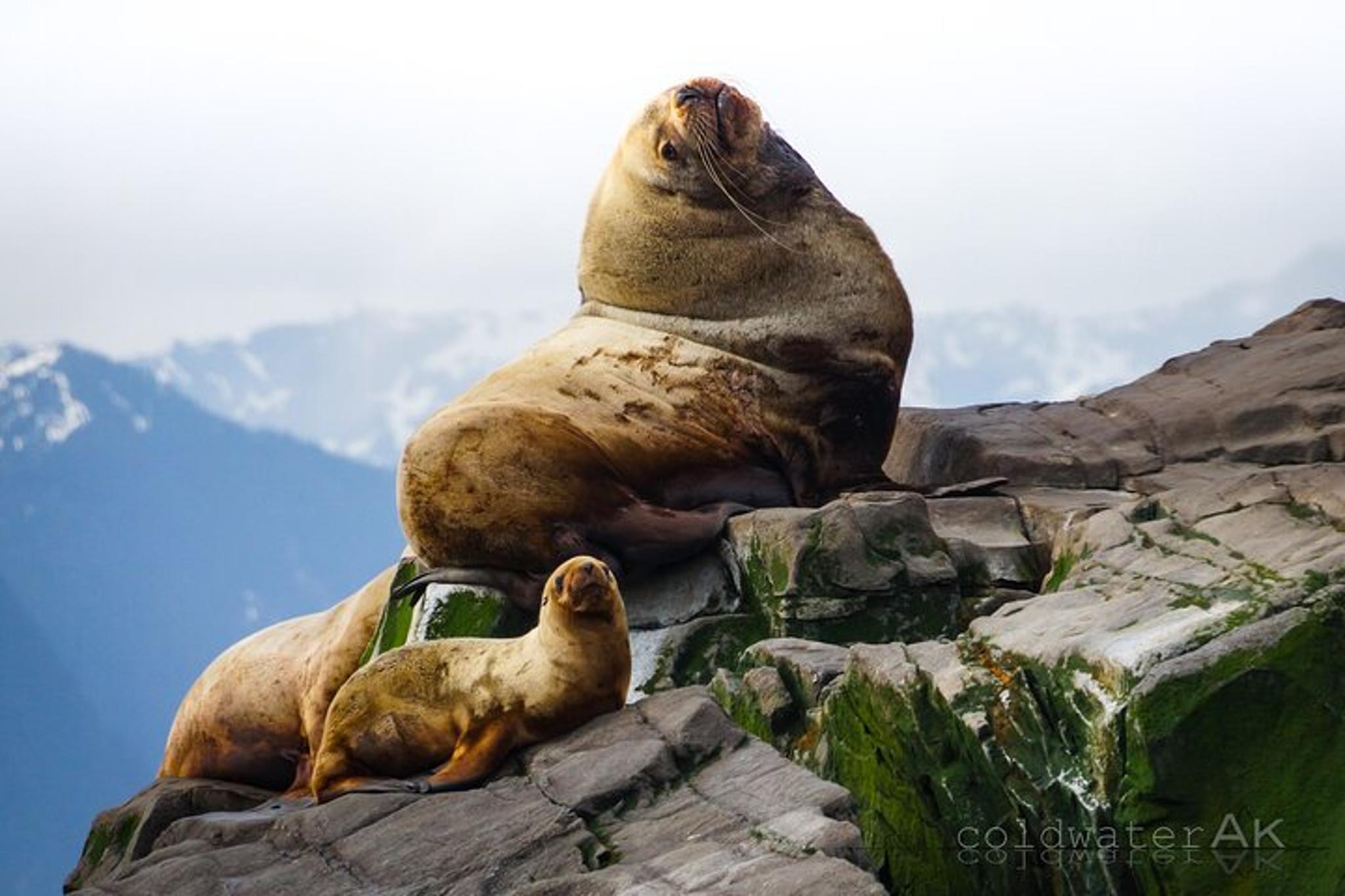 Kachemak Bay Wildlife Tour - Image 4
