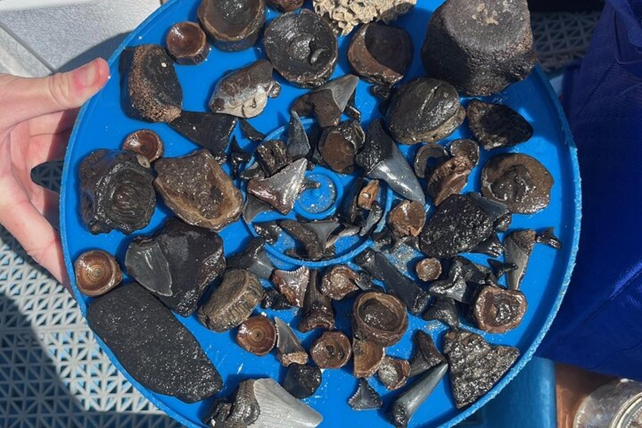 Charleston Fossil Excursion with Local Guide - Image 2