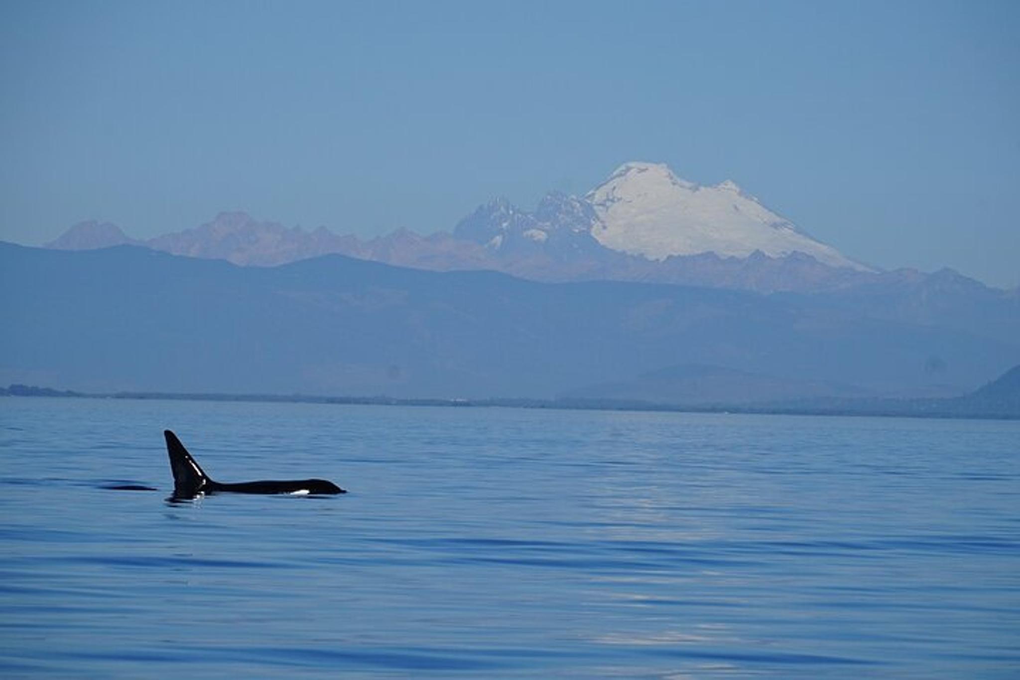 San Juan Islands Whale Watching Tour - Image 5