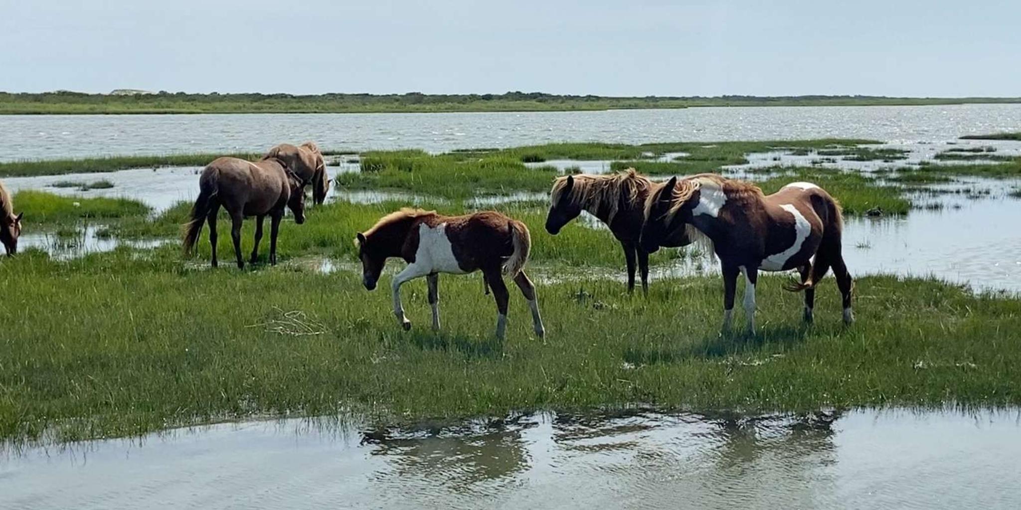 Ocean City Assateague Island Morning Cruise 2 hr - Image 4