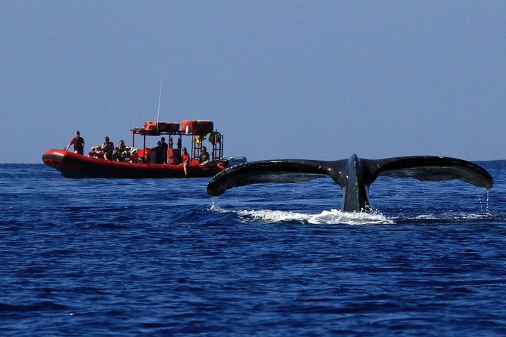 Maui Whale-Watching Raft Tour from Kihei - Image 3