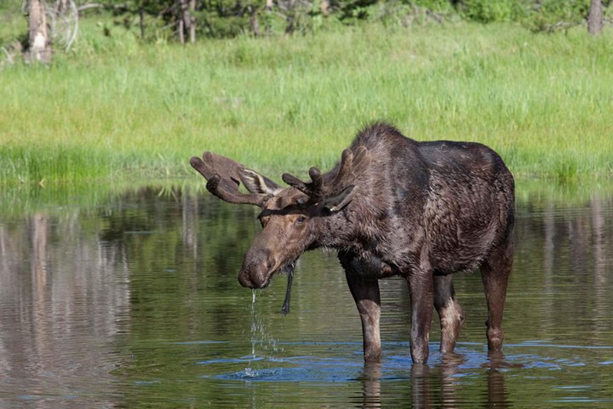 Grand Teton National Park Wildlife Safari - Image 3