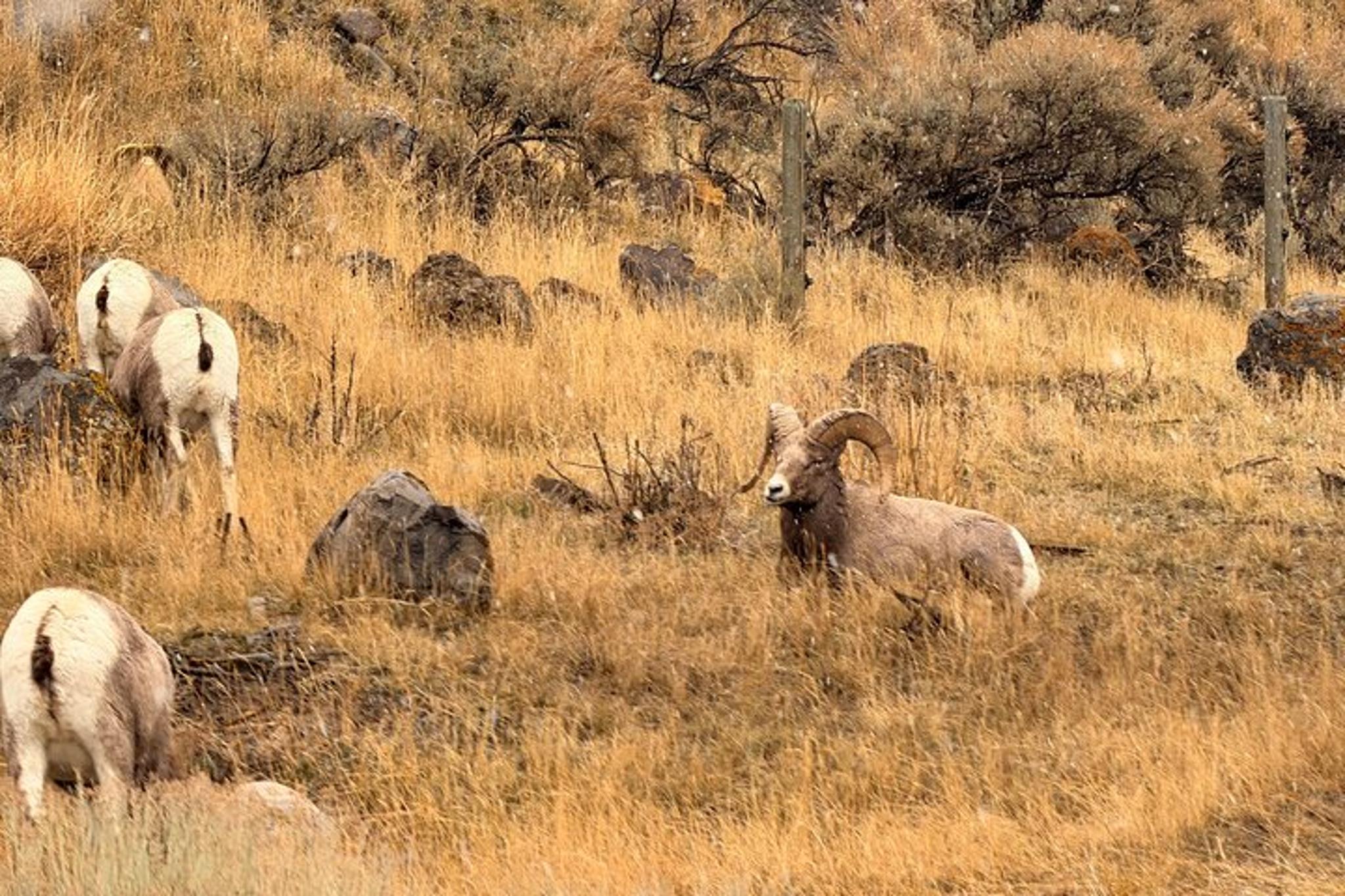 Yellowstone National Park Private Guided Tour - Image 4