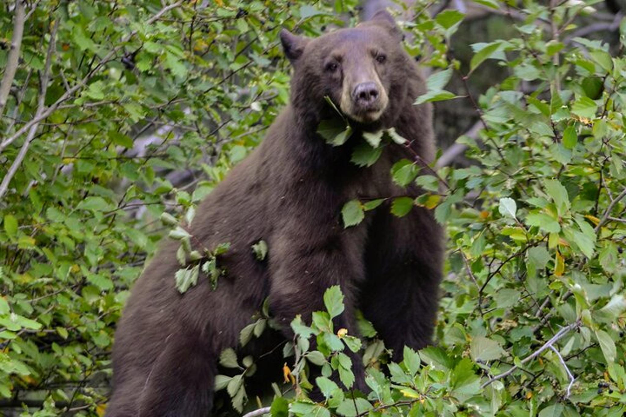 Yellowstone National Park Lower Loop Adventure - Image 4