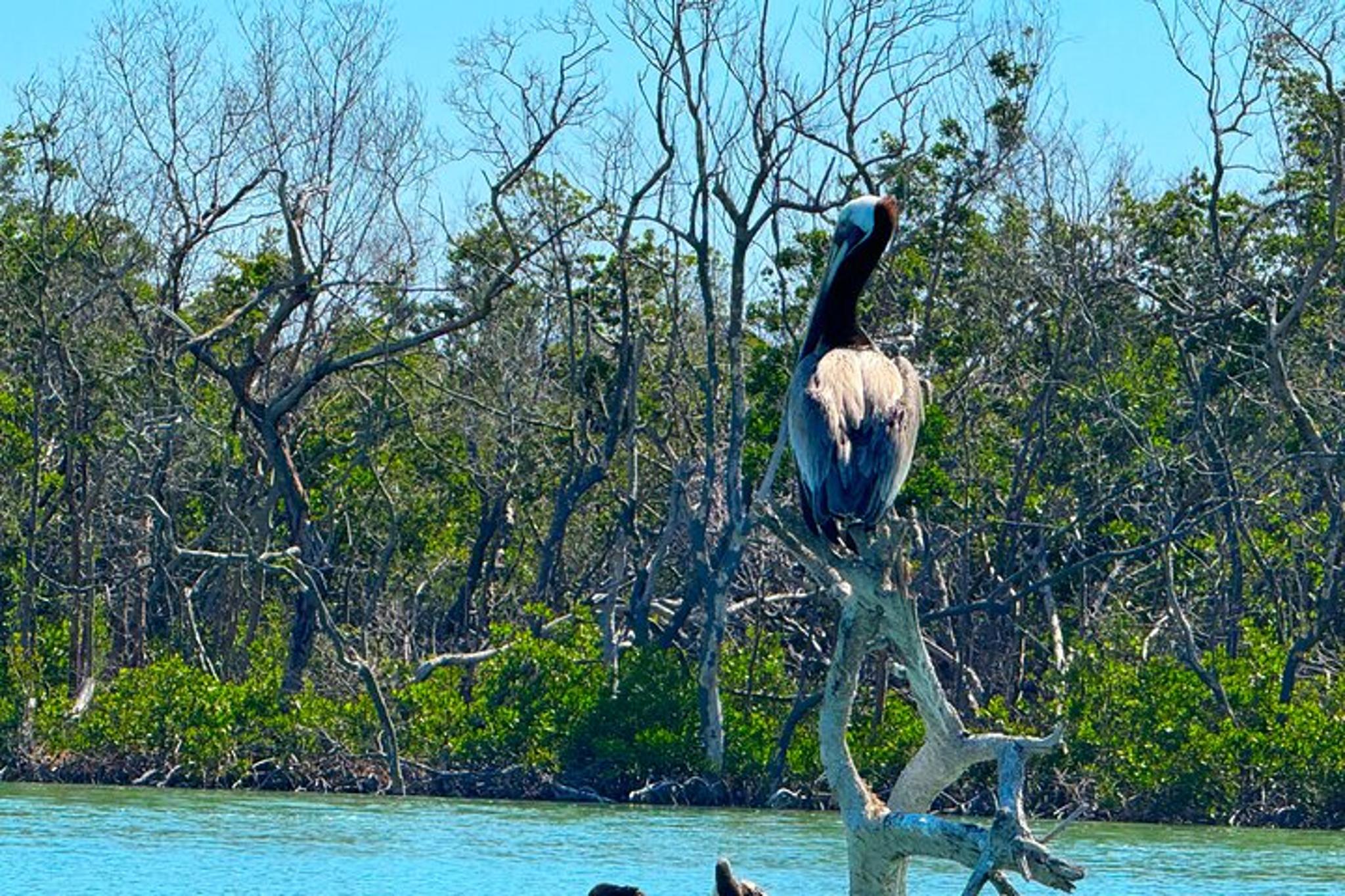 Bonita Springs Standup Paddle Board EcoTour 2 hr - Image 2